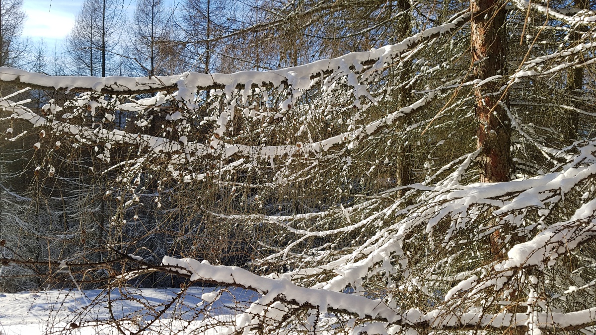 Zimná krajina