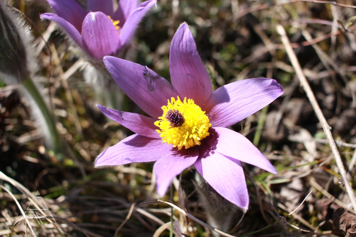 Poniklec alpínsky