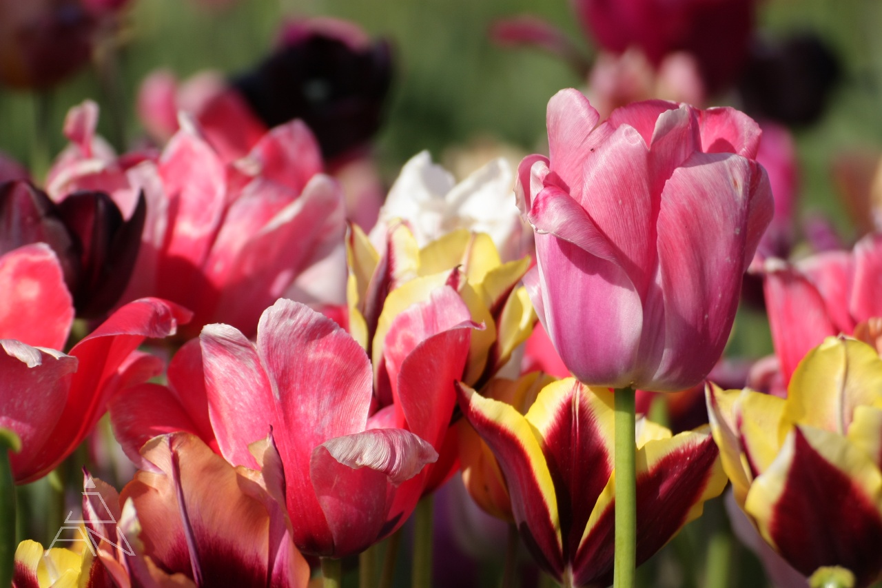 Tulipány