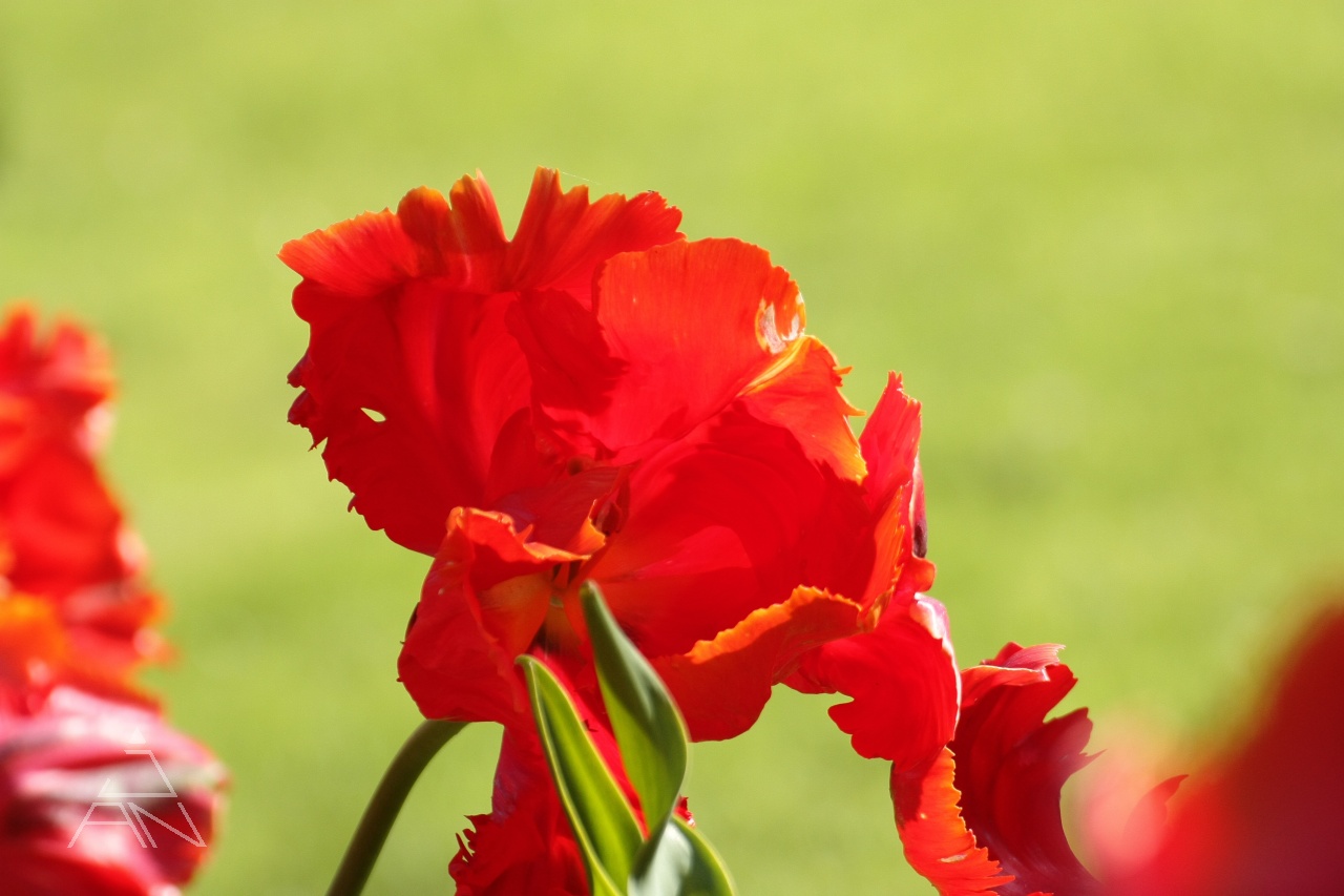 Červený tulipán