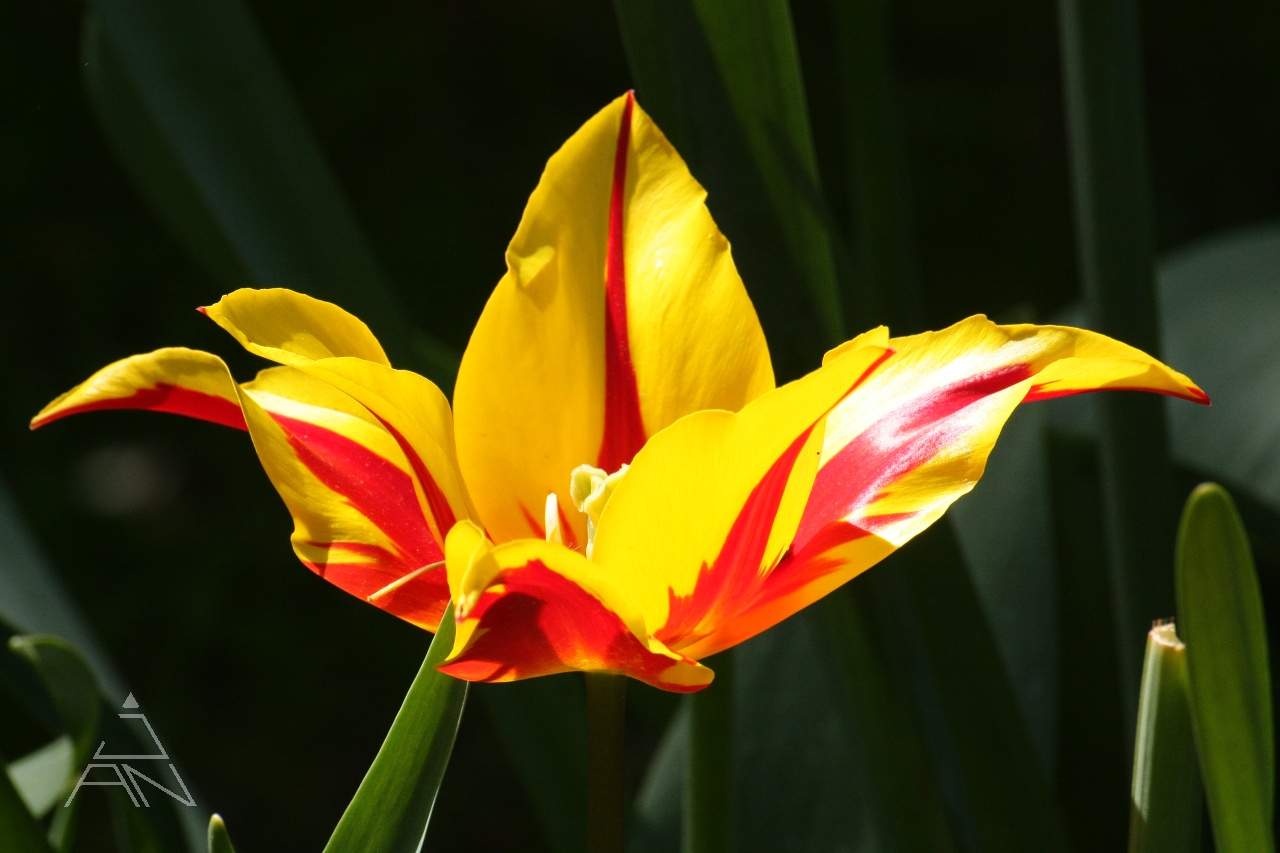 Žltý tulipán
