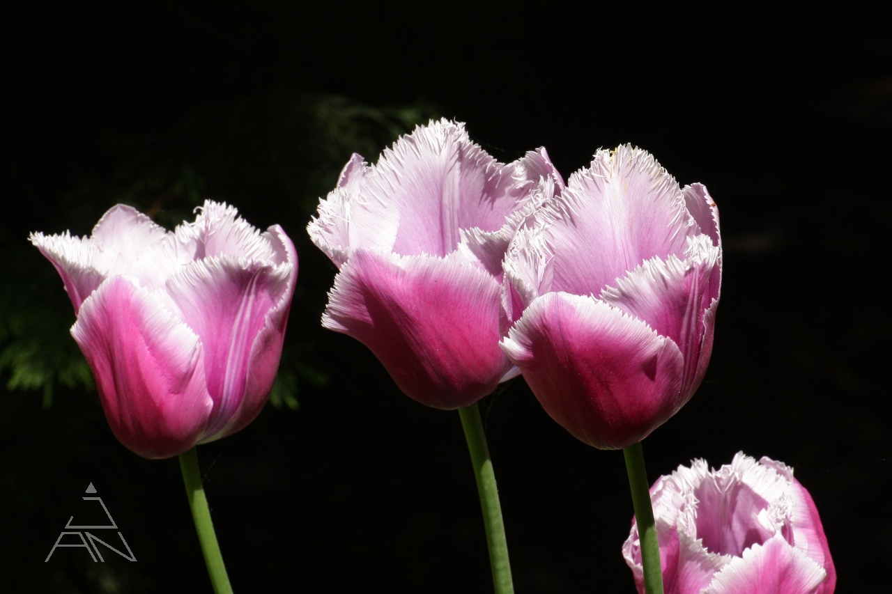 Ružový tulipán